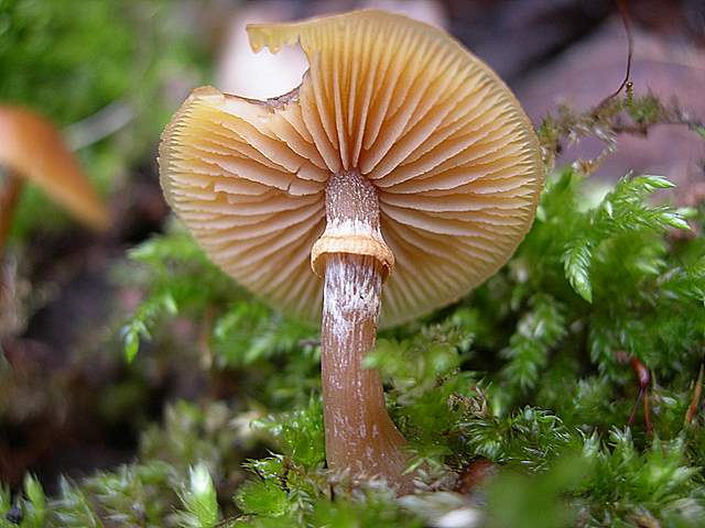 Nel  Regno  della  Jurana